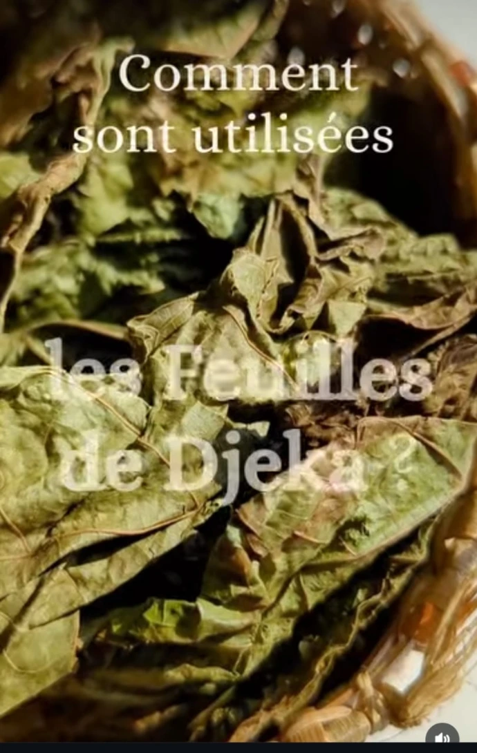 Les feuilles de Djeka par IKWIA